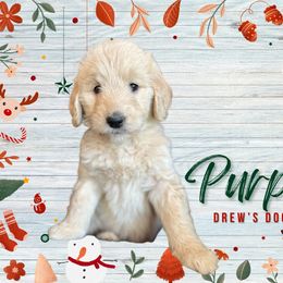 Goldendoodle puppies from Drew’s Doodles