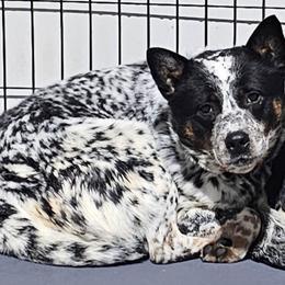 CHEETOH - Australian Cattle Dog