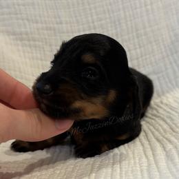 Blush Little girl - Black and tan female Dachshund puppy in Chehalis, Washington from McJazzin Doxies