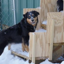 Miniature Australian Shepherd and Toy Australian Shepherd Puppies from Caprock Mini & Toy Aussies