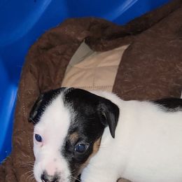 Russell Terrier Puppies from Jumpin' Jack's Terriers