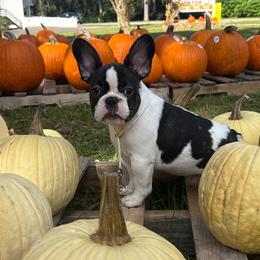 French Bulldog puppies from Bouquet Bulldogs