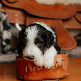 Midnight - Black and white male Sheepadoodle puppy in Vernonia, Oregon from Life Unleashed Farm