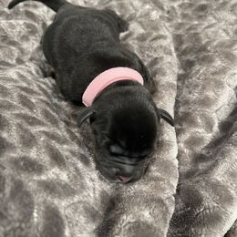 Bulldog Puppies from Bay Area Bulldogs