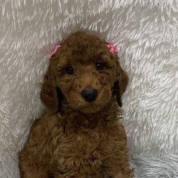 Poodle Puppies from Ritzy Red Poodles