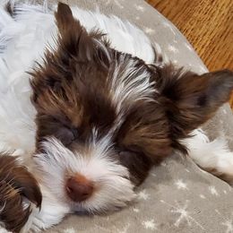 Biewer Terriers and Yorkshire Terriers from BiewerHeart Yorkies