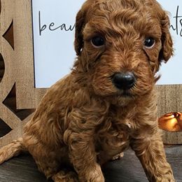 Pink girl - Red  Goldendoodle puppy in Wellford, South Carolina from 4goldendoodles