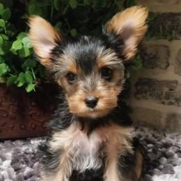 Diamond - Black and gold female Yorkshire Terrier puppy in Hot Springs, Arkansas from Kimberly's Lovable Littles