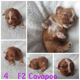Cavapoo Puppies from Cavapoo Acres