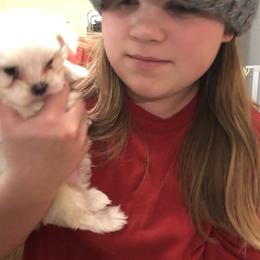 Companion Cross and Havanese Puppies from HannahJoy Hypoallergenic Pups