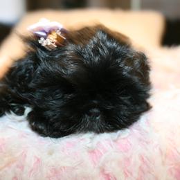 Shih Tzu Puppies from Shih Tzu Kennels