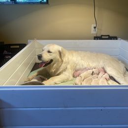 Golden Retriever Puppies from Avalon English Retrievers