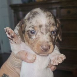 Chocolate and tan dapple Piebald boy - Dapple male Dachshund puppy in Georgetown, South Carolina from Hartleys Dachshunds