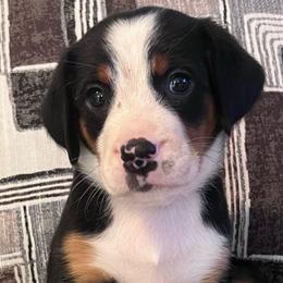 Sirri girl - Black, white and red female Greater Swiss Mountain Dog puppy in Gainesville, Florida from Ambermoon Kooikerhondje Blackamber Greater Swiss Mountain Dogs