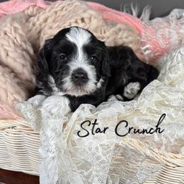 Star Crunch - Black female Australian Labradoodle puppy in Decatur, Alabama from Southern Meadows Doodles