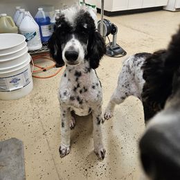 Kelly - Phantom female Poodle puppy in Snowflake, Arizona from TaylorMade Standard Poodles