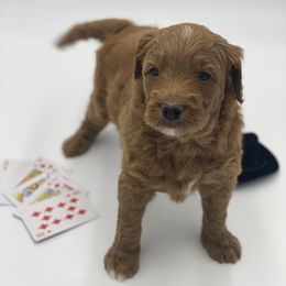 Goldendoodle Puppies from Dapper Doodles of Tennessee