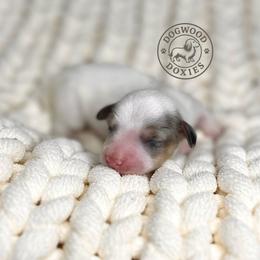 Coco - Piebald female Dachshund puppy in Monroe, North Carolina from Dogwood Doxies