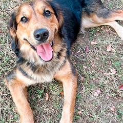 Bernedoodles, Bernese Mountain Dogs, Double Doodles, and Golden Mountain Dogs from OlliePups, LLC