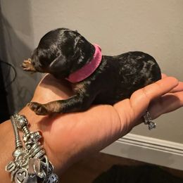 Yorkipoo Puppies from Racquel Smith