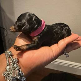 Yorkipoo Puppies from Racquel Smith