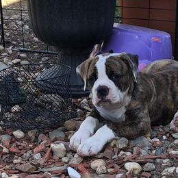 American Bulldogs from Kristie Estrada