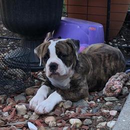 American Bulldogs from Kristie Estrada