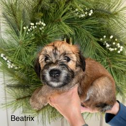 Girl 3 - Wheaten Soft Coated Wheaten Terrier puppy in Newark, Ohio from Valleydayle Doodles and Wheatens