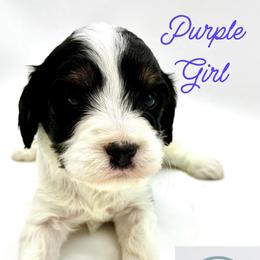 Purple Girl - Tri-color female Cavapoo puppy in Travelers Rest, South Carolina from Bailey Mountain Doodles