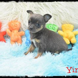 Yin - Blue and tan male Chihuahua puppy in Demorest, Georgia from Sourpatch Chihuahuas