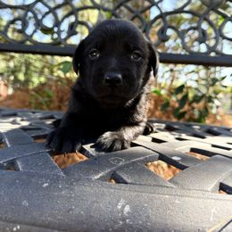 Boy 1 - Black male Labrador Retriever puppy in South Carolina from Southern Pine Labradors