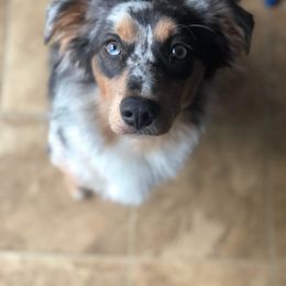 Australian Shepherd and Miniature Australian Shepherd All Grown Up from River Side Aussies