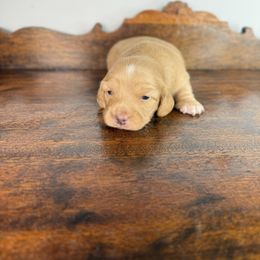 Butterball - Red male Dachshund puppy in Squires, Missouri from Hudson’s Hounds