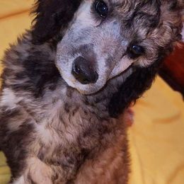 Poodle Puppies from White Comet Poodles