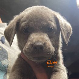 Elm - Silver Dilute Retriever puppy in Somerset, Pennsylvania from Chickentown Labradors