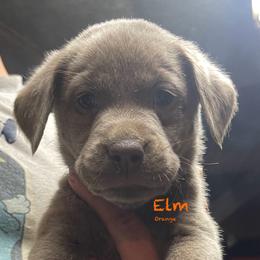 Elm - Silver Dilute Retriever puppy in Somerset, Pennsylvania from Chickentown Labradors