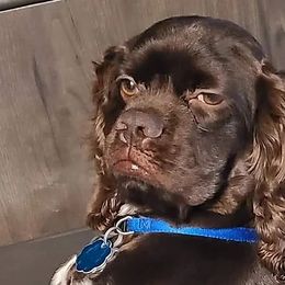 Cocker Spaniels from ARKs Pet Academy and Resort