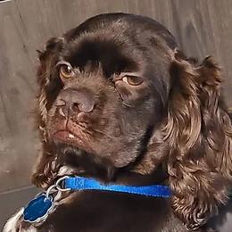 Cocker Spaniels from ARKs Pet Academy and Resort