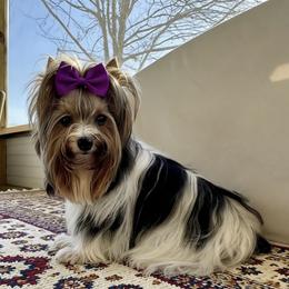 Foxy - Biewer Terrier