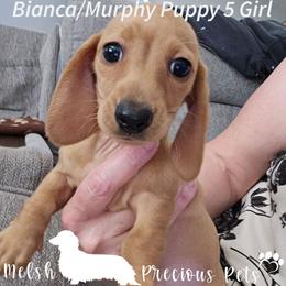 Puppy 5 - Cream female Dachshund puppy in Anamosa, Iowa from Melsh Precious Pets