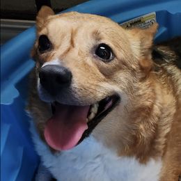 Great Danes and Pembroke Welsh Corgis from Angelwingz Kennels