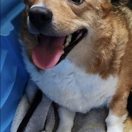 Great Danes and Pembroke Welsh Corgis from Angelwingz Kennels