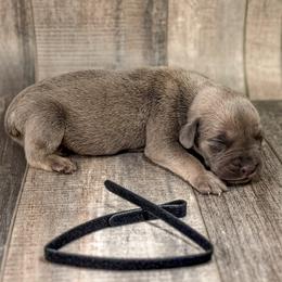Black Collar - Gray and fawn male Cane Corso puppy in Catawba, North Carolina from Catawba Cane Corso