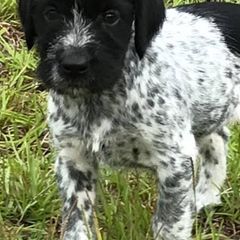 German Wirehaired Pointers from A and W Wirehairs
