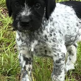 German Wirehaired Pointers from A and W Wirehairs