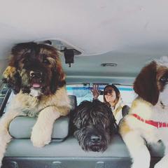 Saint Berdoodle Puppies from My-T Saint Berdoodles