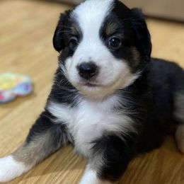 Miniature Australian Shepherds from Nixon Mini Aussies
