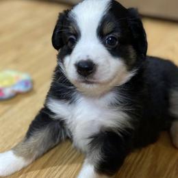 Miniature Australian Shepherds from Nixon Mini Aussies