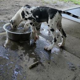 Spicy - Harlequin female Great Dane puppy in Hickman, Kentucky from Tidal Wave Danes