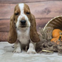 Woodford Reserve (Blue) - Mahogany and white male Basset Hound puppy in Lebanon, Ohio from Lady Mae Bassets